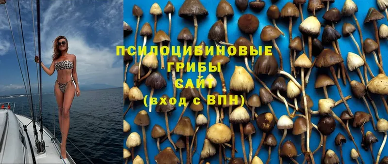 MEGA ссылка  Александровск  Галлюциногенные грибы Psilocybe 